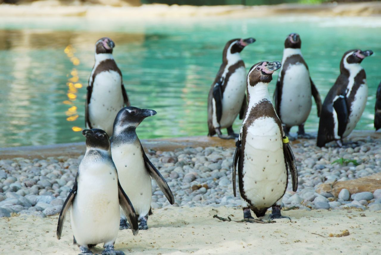 Zsl London Penguins